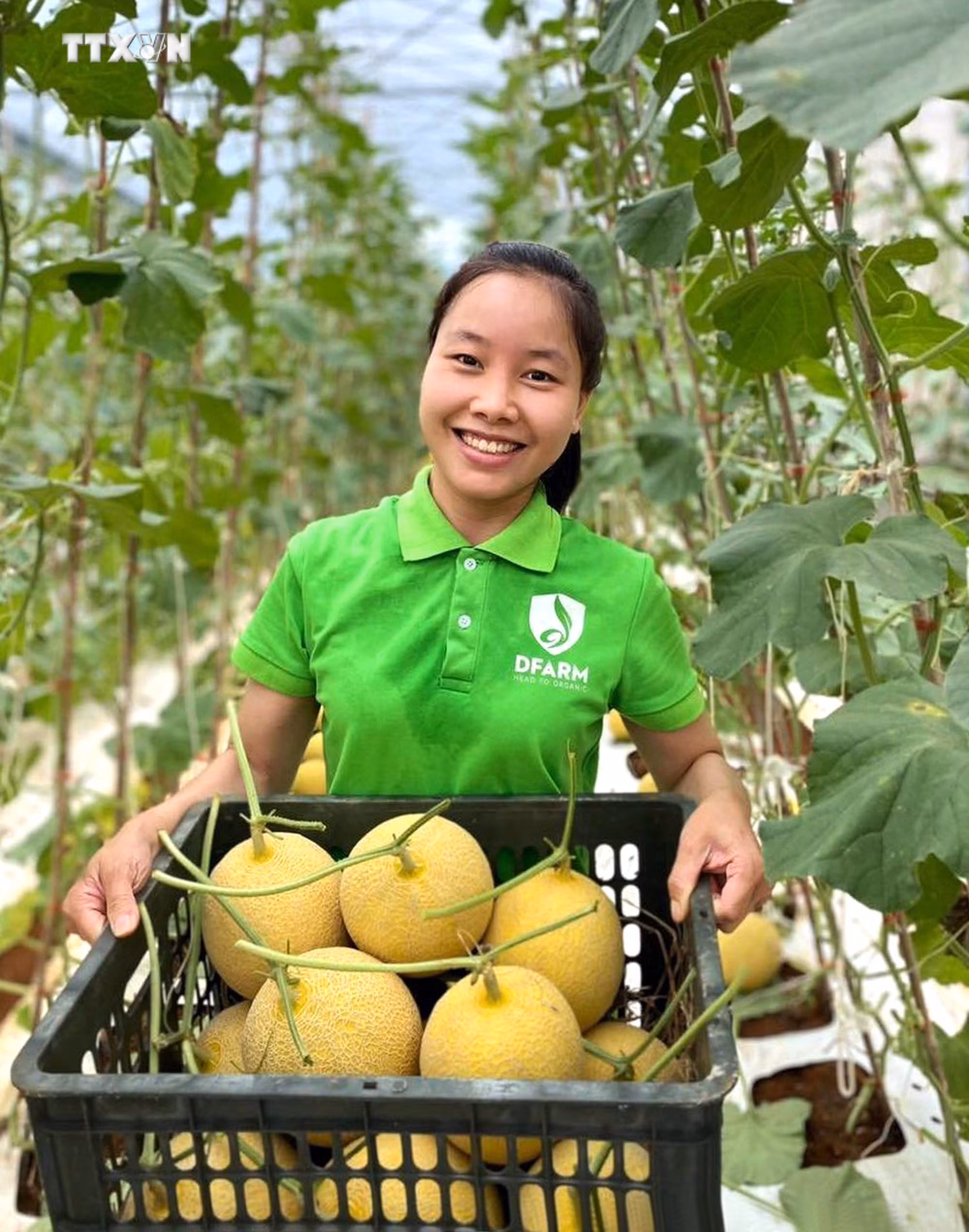 vna_potal_lam_giau_tu_mo_hinh_san_xuat_nong_nghiep_huu_co_tai_quang_tri_7399630.jpg