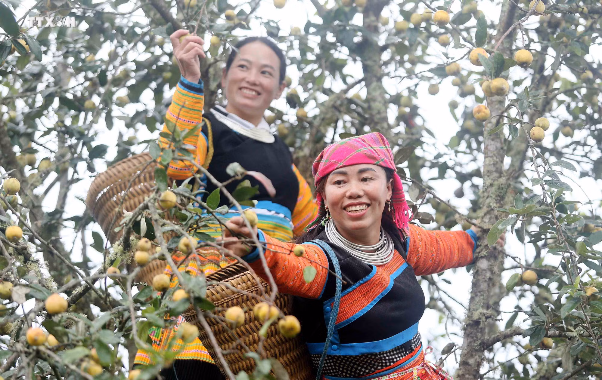 vna_potal_mua_thu_hoach_son_tra_tai_huyen_bac_yen_son_la_7640042.jpg