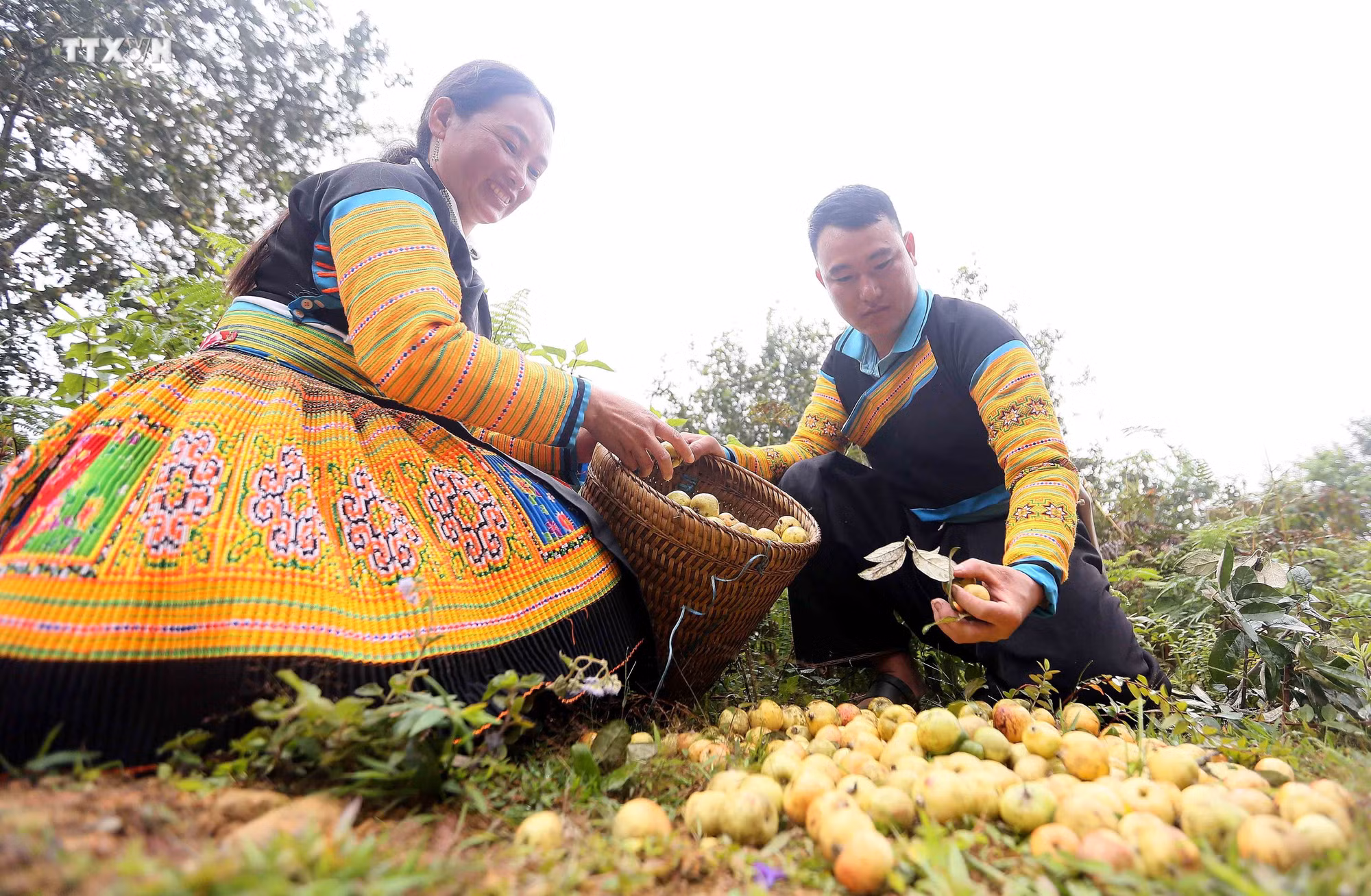 vna_potal_mua_thu_hoach_son_tra_tai_huyen_bac_yen_son_la_7640047.jpg
