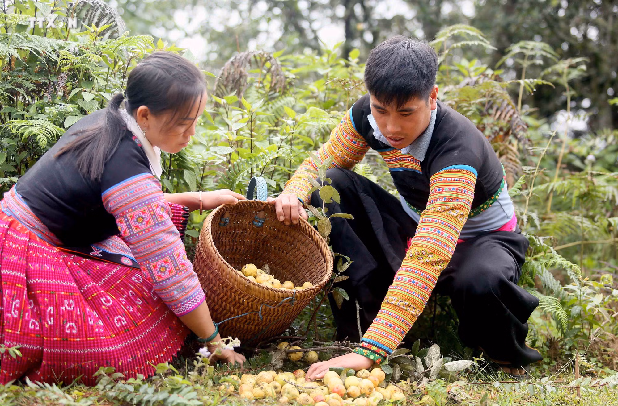 vna_potal_mua_thu_hoach_son_tra_tai_huyen_bac_yen_son_la_7640045.jpg