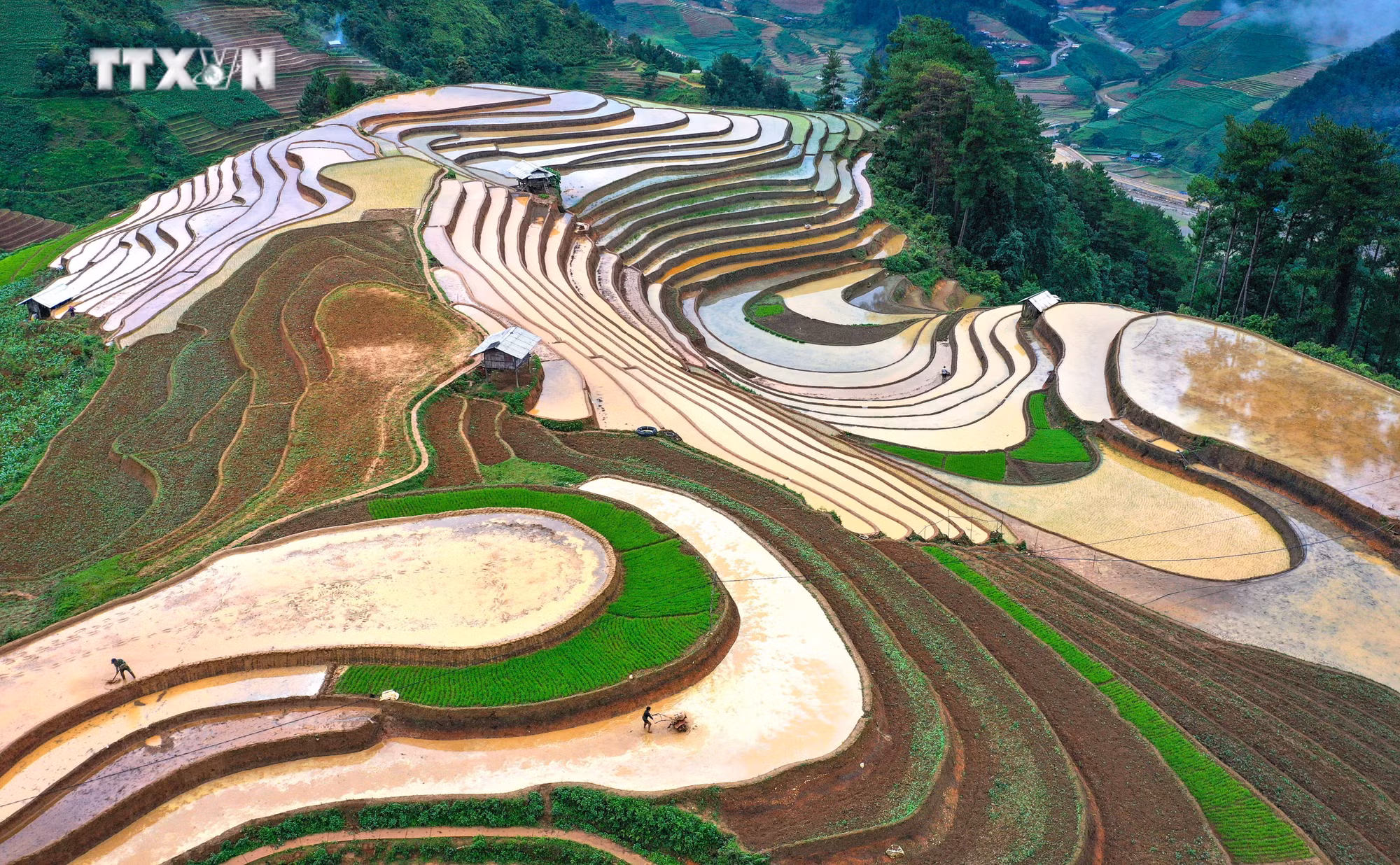 vna_potal_ruong_bac_thang_mua_nuoc_do_o_vung_cao_mu_cang_chai_7457560.jpg