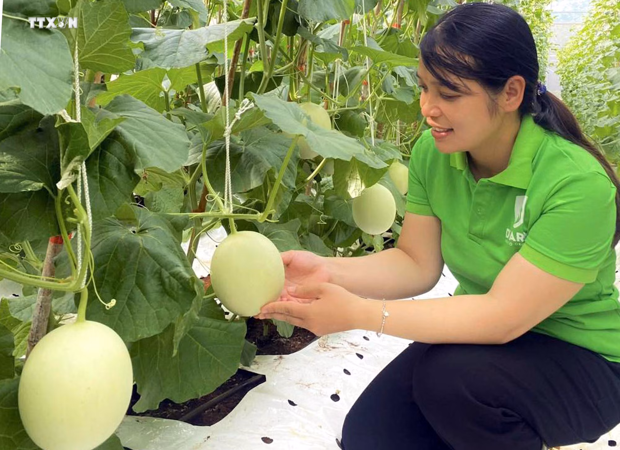 Làm giàu từ mô hình sản xuất nông nghiệp hữu cơ tại Quảng Trị 