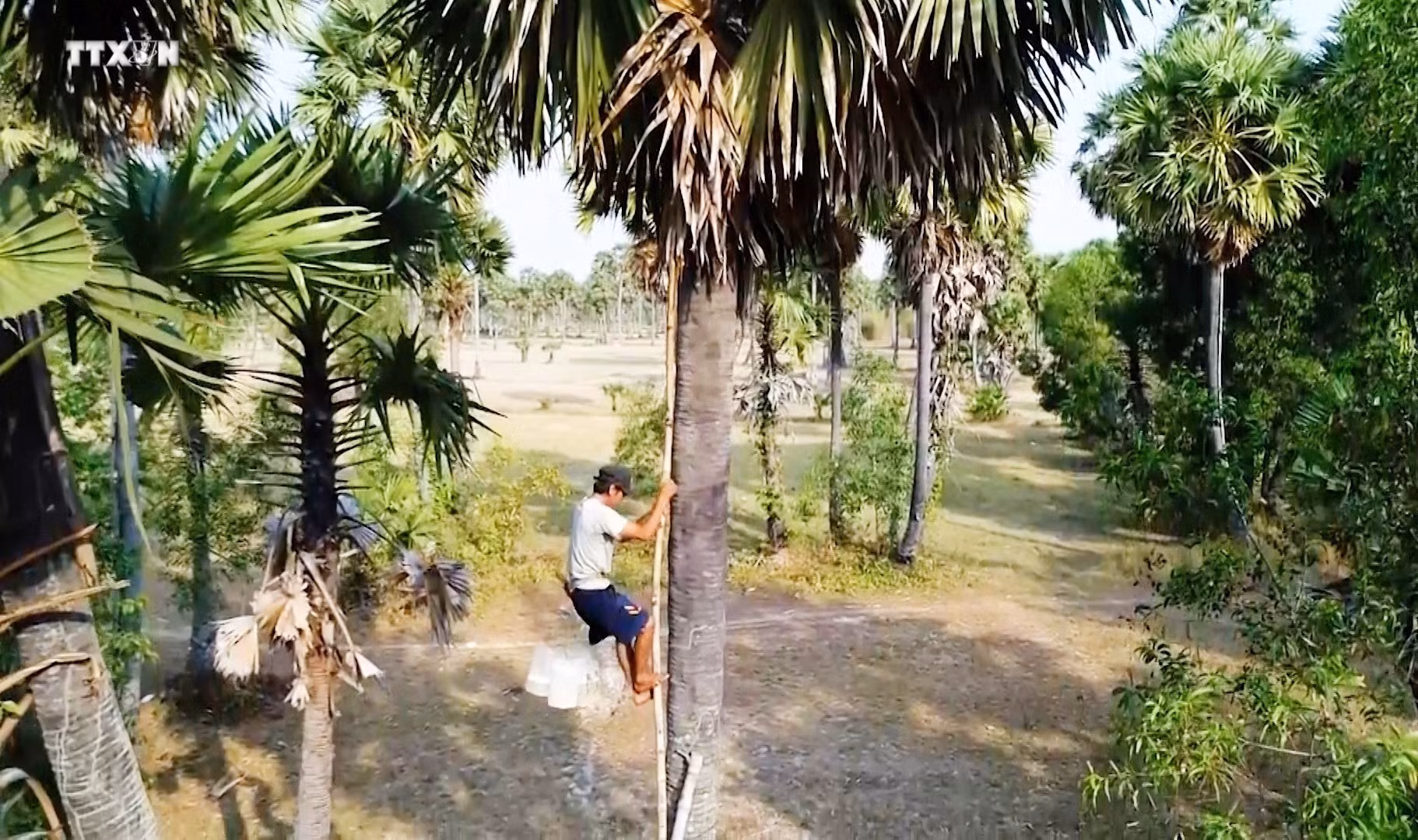 vna_potal_an_giang_mua_nau_duong_thot_not_7327341.jpg