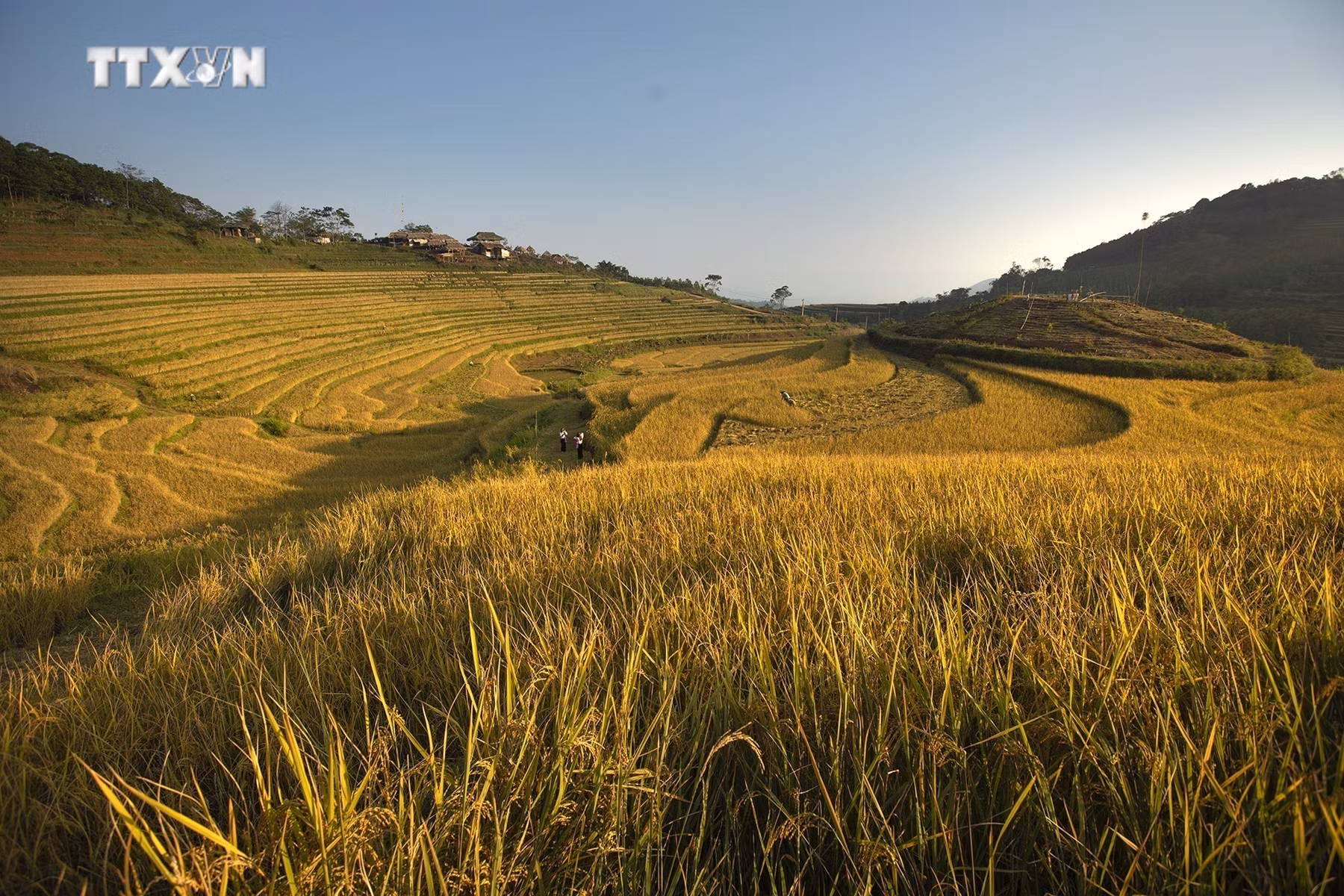vna_potal_mua_lua_chin_tren_nhung_thua_ruong_bac_thang_mien_doi_7686348.jpg