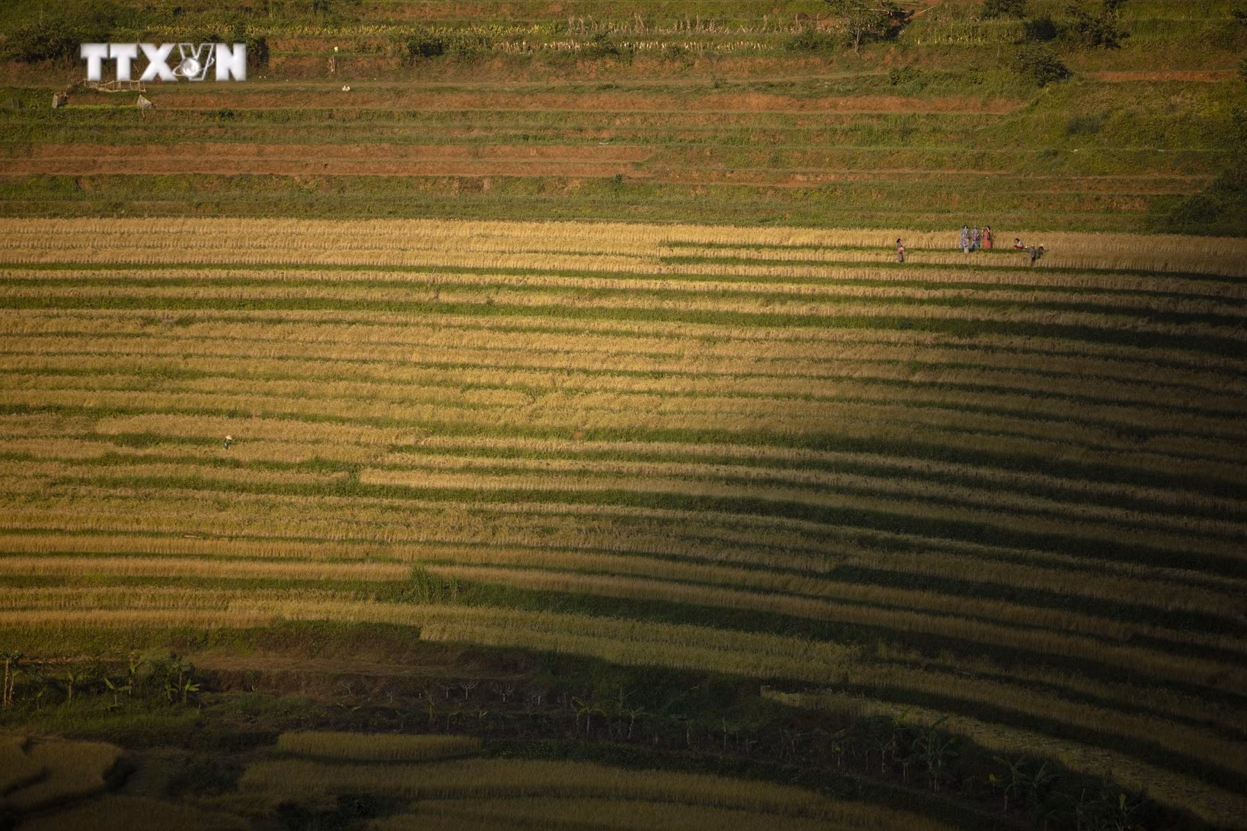 vna_potal_mua_lua_chin_tren_nhung_thua_ruong_bac_thang_mien_doi_7686371.jpg