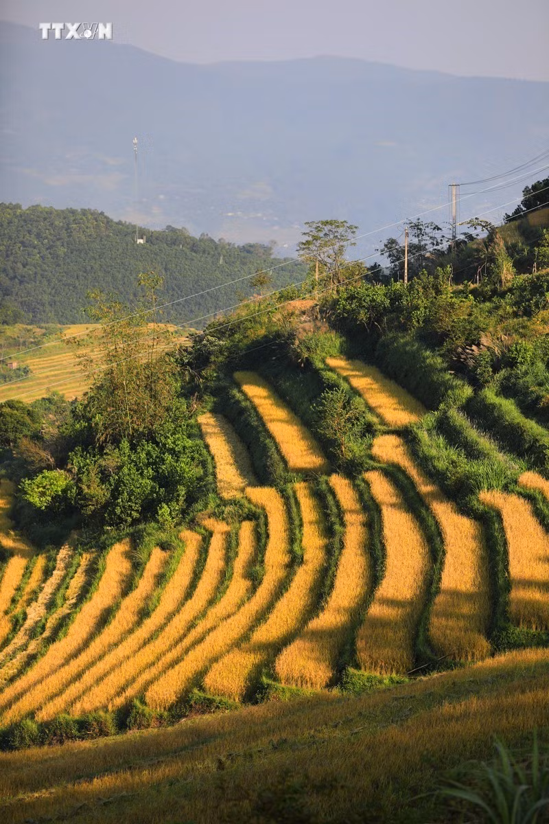 vna_potal_mua_lua_chin_tren_nhung_thua_ruong_bac_thang_mien_doi_7686360.jpg