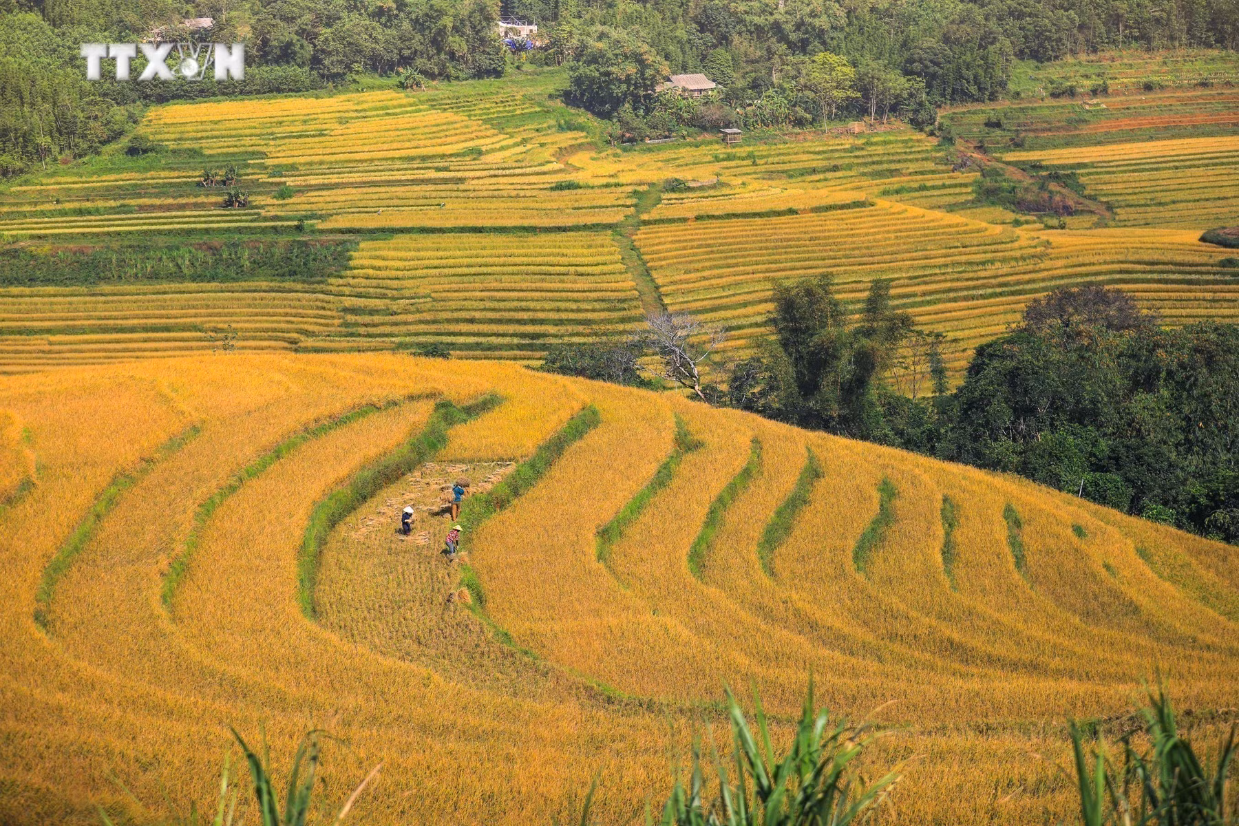 vna_potal__mua_lua_chin_tren_nhung_thua_ruong_bac_thang_mien_doi_7686585.jpg