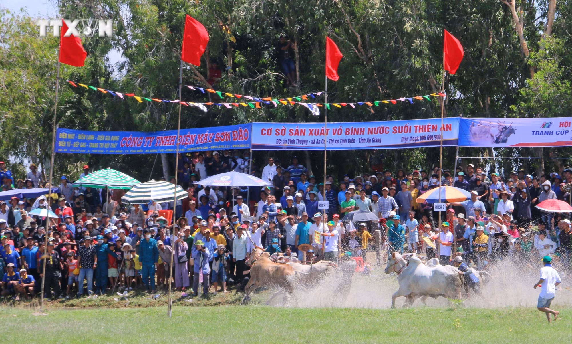 vna_potal_tung_bung_hoi_dua_bo_bay_nui_an_giang_7623313.jpg