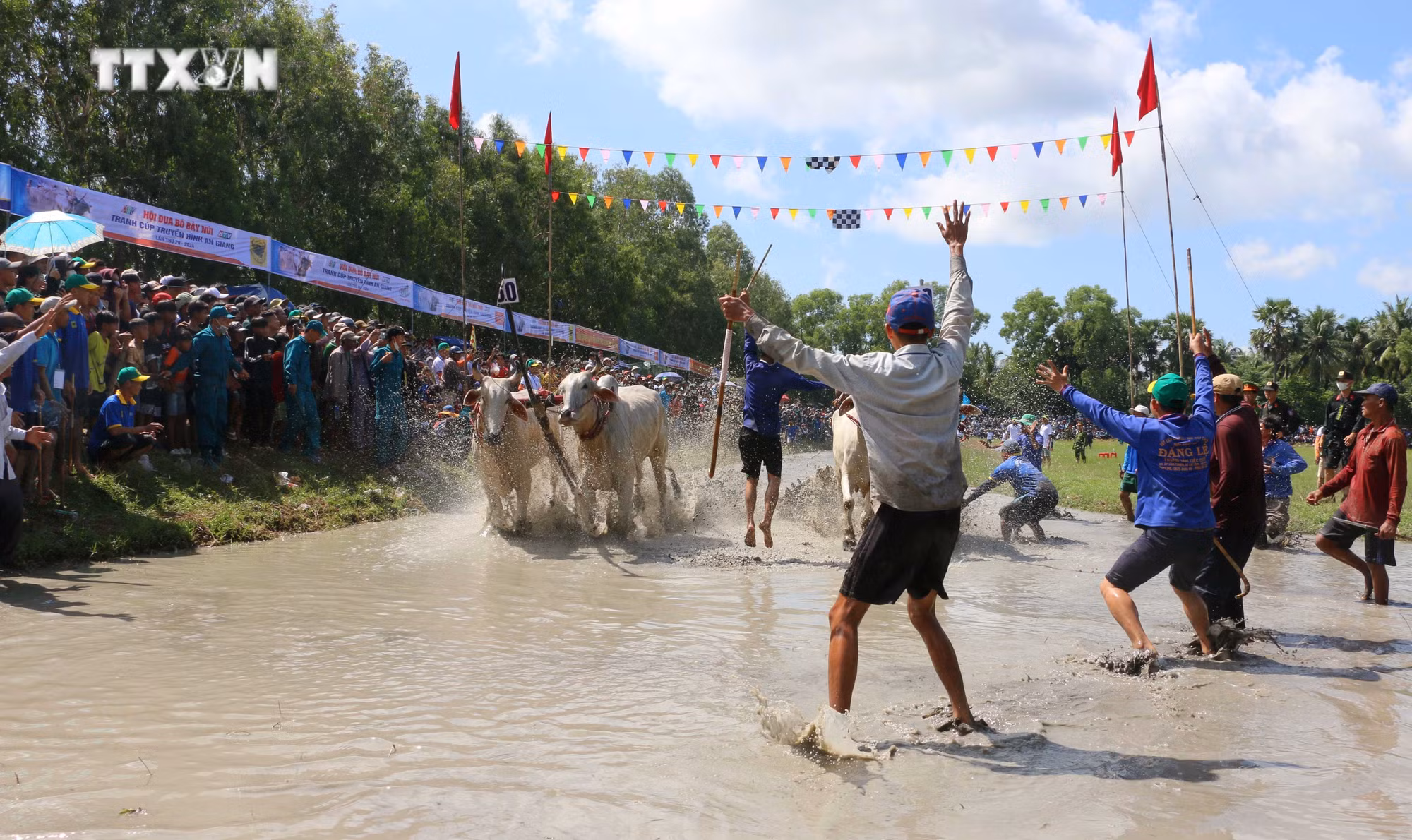 vna_potal_tung_bung_hoi_dua_bo_bay_nui_an_giang_7623320.jpg