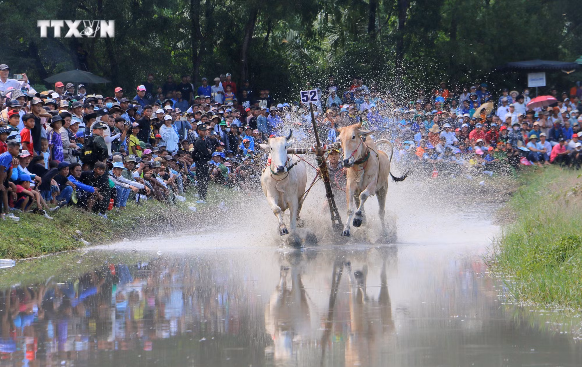 vna_potal_tung_bung_hoi_dua_bo_bay_nui_an_giang_7623315.jpg