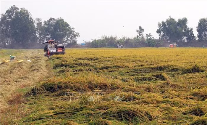 Chuyển mục đích sử dụng đất tại 2 tỉnh Vĩnh Long và Kiên Giang