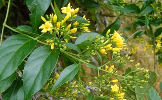 Hà Giang: 3 người tử vong và 2 người nhập viện do ăn nhầm lá ngón
