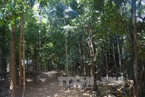 Một góc rừng khu vực vườn Quốc gia Chư Mom Ray. Ảnh: Hồng Điệp - TTXVN