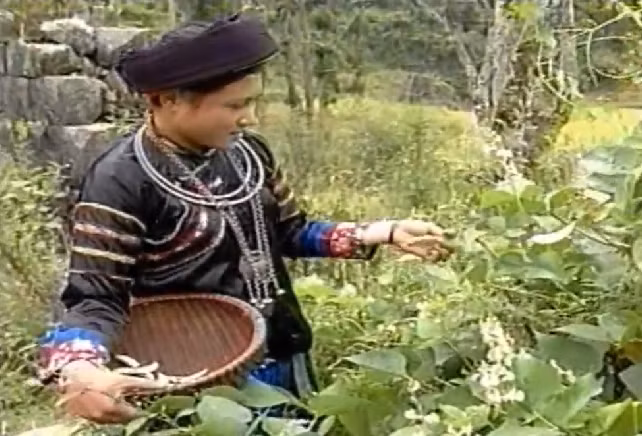 Dân tộc Pu Péo