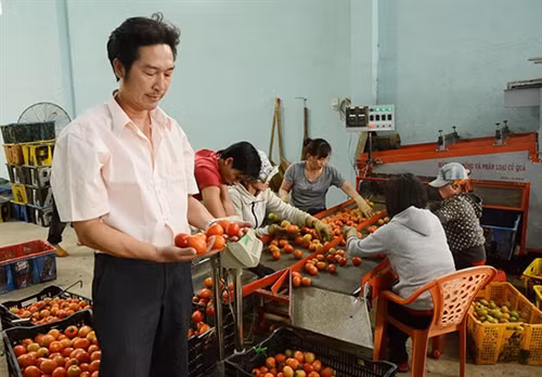 Lâm Đồng: Sáng chế thành công máy rửa, phân loại cà chua