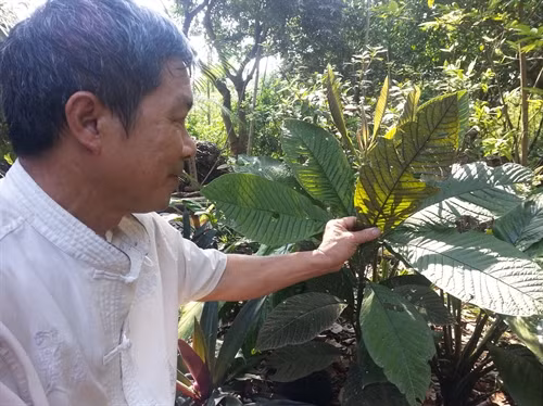 Dược liệu làm giàu cho người Tam Đảo