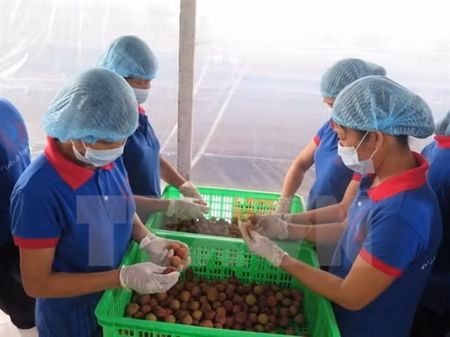 Hải Dương: Sẵn sàng đưa lô vải thiều đầu tiên xuất sang Mỹ
