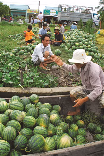 Trồng và chăm sóc cây dưa hấu