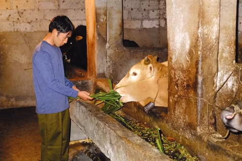 Kinh nghiệm nuôi bò vàng vùng cao