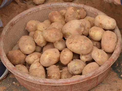 Khoai tây Trung Quốc được "phù phép" thành đặc sản Đà Lạt