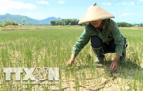 Sản xuất nông nghiệp đối diện với hạn hán gia tăng