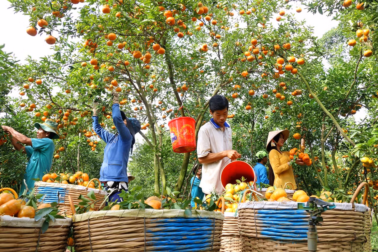 Quýt hồng Lai Vung giờ đã trở thành một thương hiệu nổi tiếng của tỉnh Đồng Tháp. Quýt hồng Lai Vung được thu hoạch rộ vào tháng 12 âm lịch để phục vụ thị trường Tết Nguyên đán. Ảnh: NguyễnVăn Trí