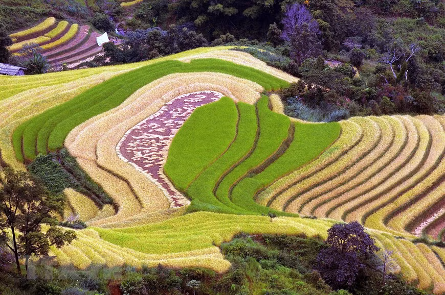 Ruộng bậc thang tại xã Xím Vàng, huyện Bắc Yên (Sơn La). Ảnh: Quang Quyết - TTXVN