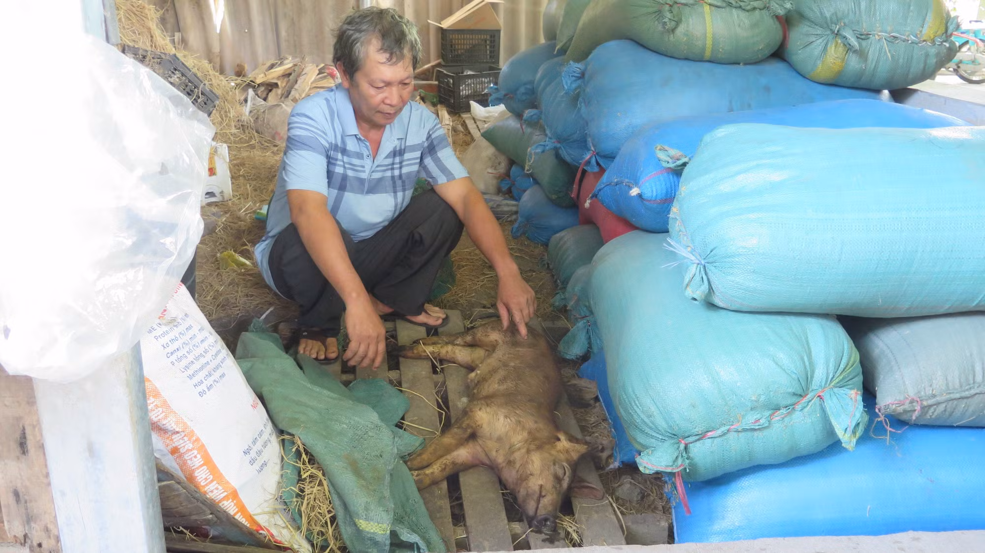 Hộ gia đình ông Lê Hùng Vương, thôn Định Thành, xã Hòa Định Đông (huyện Phú Hòa) có 34 con lợn được tiêm vaccine thì nhiều con đã bị chết. Ảnh: Tường Quân - TTXVN