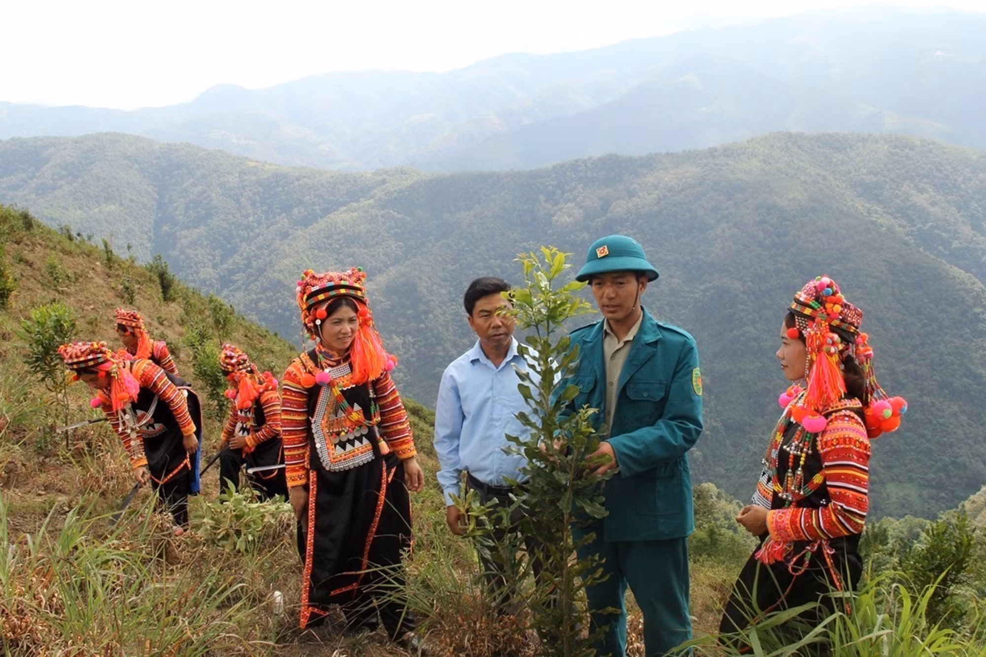 Nhiều giống cây mới như mắc ca, quế, sa nhân... được đồng bào các dân tộc ở huyện Mường Tè (Lai Châu) thay thế các cây trồng truyền thống. Ảnh: Đinh Thùy