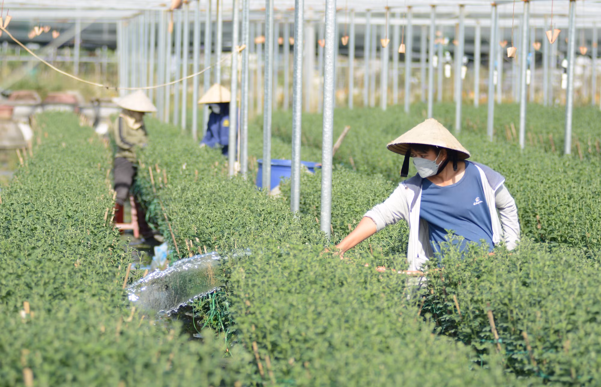 Làng hoa Dương Sơn nhộn nhịp vào vụ Tết