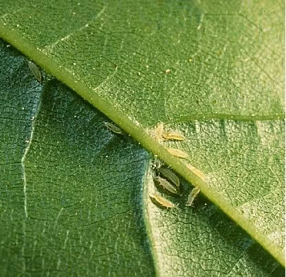 Cách phòng trị bọ trĩ, bù lạch gây hại ở cây trồng