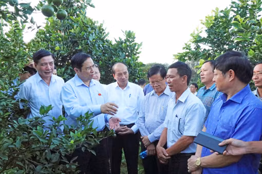 Ngày 22/11/2020, đồng chí Phạm Minh Chính, Ủy viên Bộ Chính trị, Bí thư Trung ương Đảng, Trưởng ban Tổ chức Trung ương cùng đoàn công tác tỉnh Đắk Lắk đến thăm mô hình trồng cây có múi tại huyện Buôn Đôn. Ảnh: Tuấn Anh