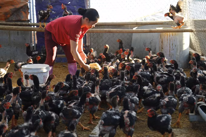 Gà đỏ Đồng Dầy được nuôi bằng cám ngô đến 3 tháng tuổi sẽ chuyển sang thả rông. Ảnh: Nam Sương