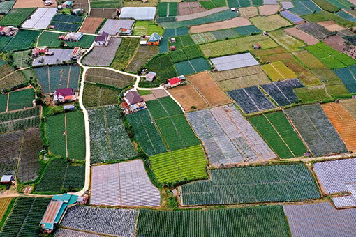 Trên địa bàn tỉnh Lâm Đồng đã hình thành 19 vùng nông nghiệp ứng dụng công nghệ cao trải đều trên 12 huyện, thành phố.Ảnh: Ngọc Hà
