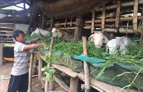 Tiền Giang khuyến khích nuôi dê tại những địa bàn khó khăn