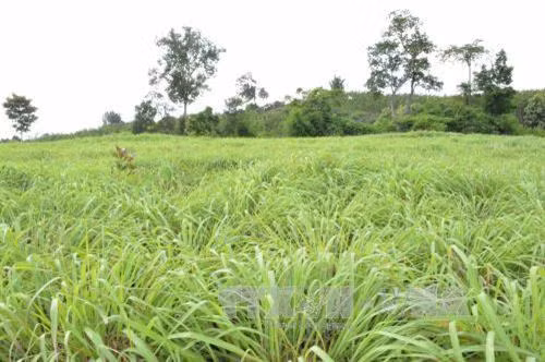 Tỉnh Đắk Lắk hướng đến giảm tỷ lệ hộ nghèo xuống dưới 5% năm 2020
