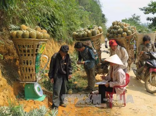 Loại trừ nguyên nhân sâu bệnh và thuốc bảo vệ thực vật làm dứa thối tại Bản Lầu- Lào Cai