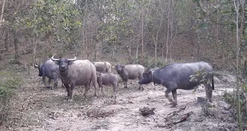 Hiệu quả từ nuôi trâu thả hoang dã của lão nông Nguyễn Văn Mừng