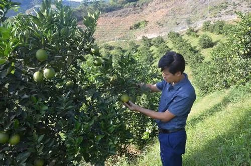 Điện Biên phát triển cây ăn quả theo hướng hàng hóa
