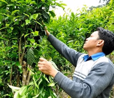 Xây dựng thương hiệu chè Trà Nham