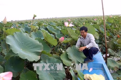 Ông Tạ Văn Chung thành công với mô hình trồng sen trên nền đất lúa