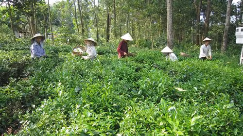 Đánh thức tiềm năng cây chè Chùa Tà trên quê hương đất Tổ
