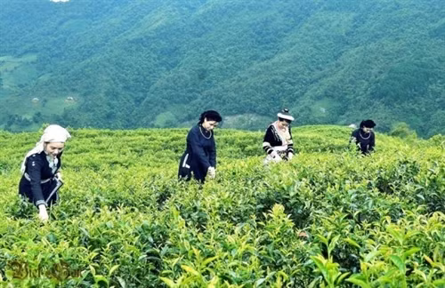 Về miền đất ngọt, lắng tình