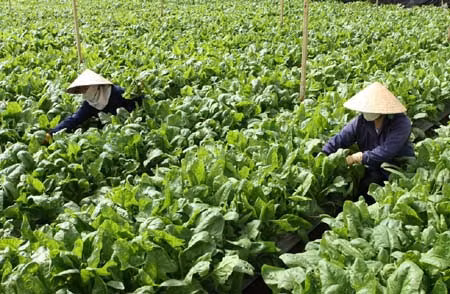 Ứng dụng khoa học trong chuyên canh rau an toàn