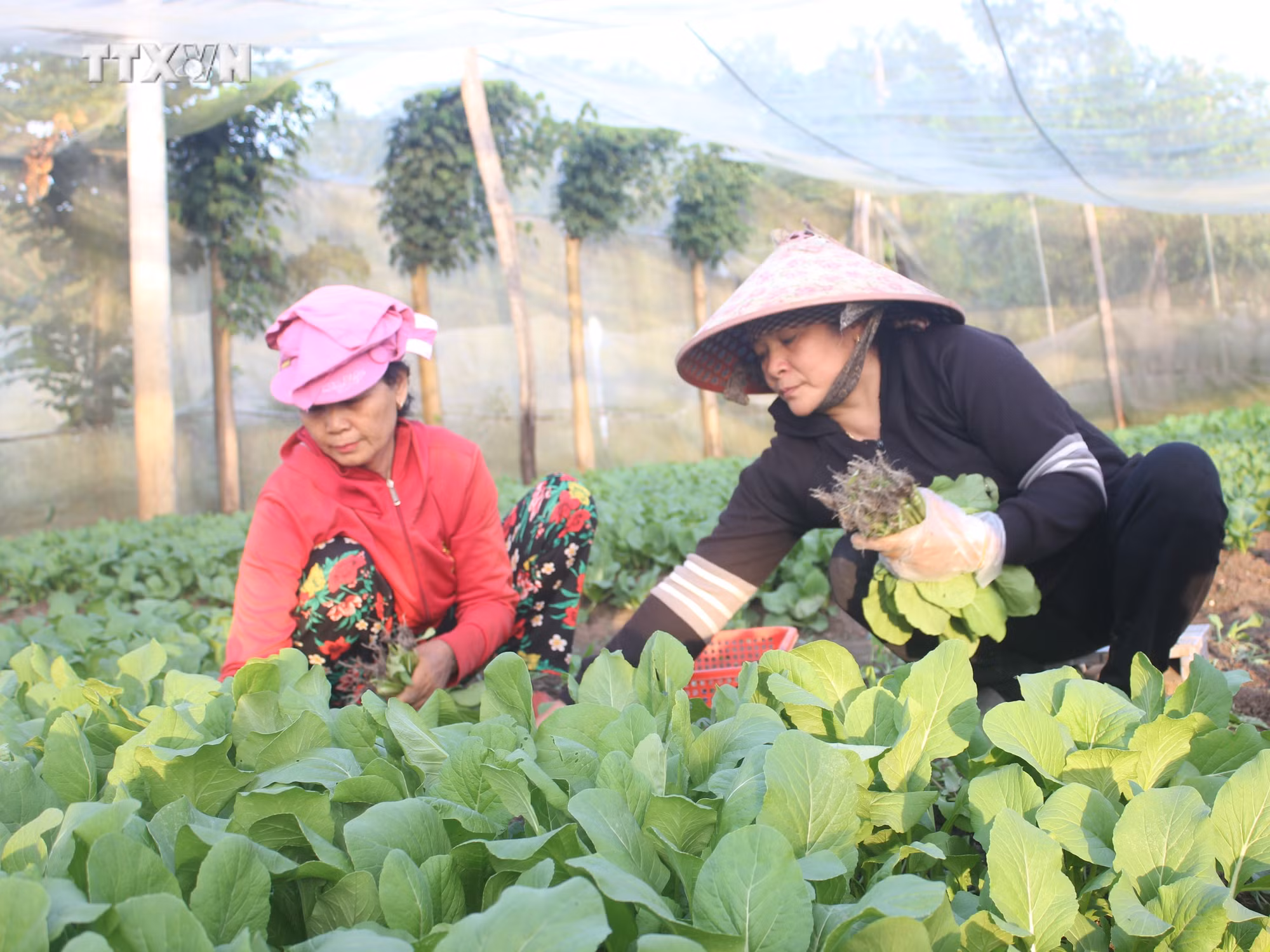 vna_potal_binh_phuoc_thuc_hien_mo_hinh_phong_tru_sau_benh_hai_bang_giai_phap_sinh_hoc_cho_trai_cay_7729729.jpg