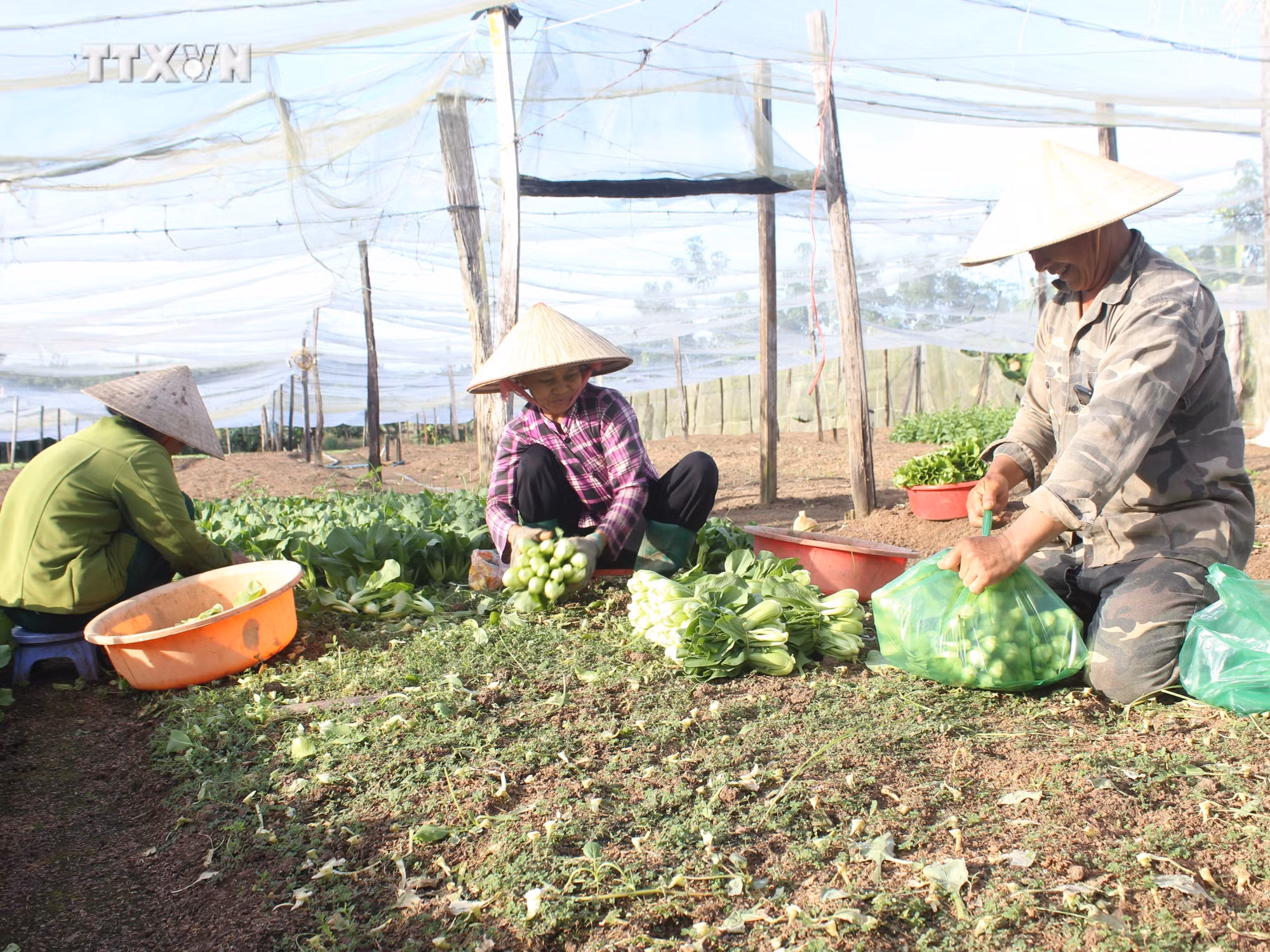 vna_potal_binh_phuoc_thuc_hien_mo_hinh_phong_tru_sau_benh_hai_bang_giai_phap_sinh_hoc_cho_trai_cay_7729725.jpg