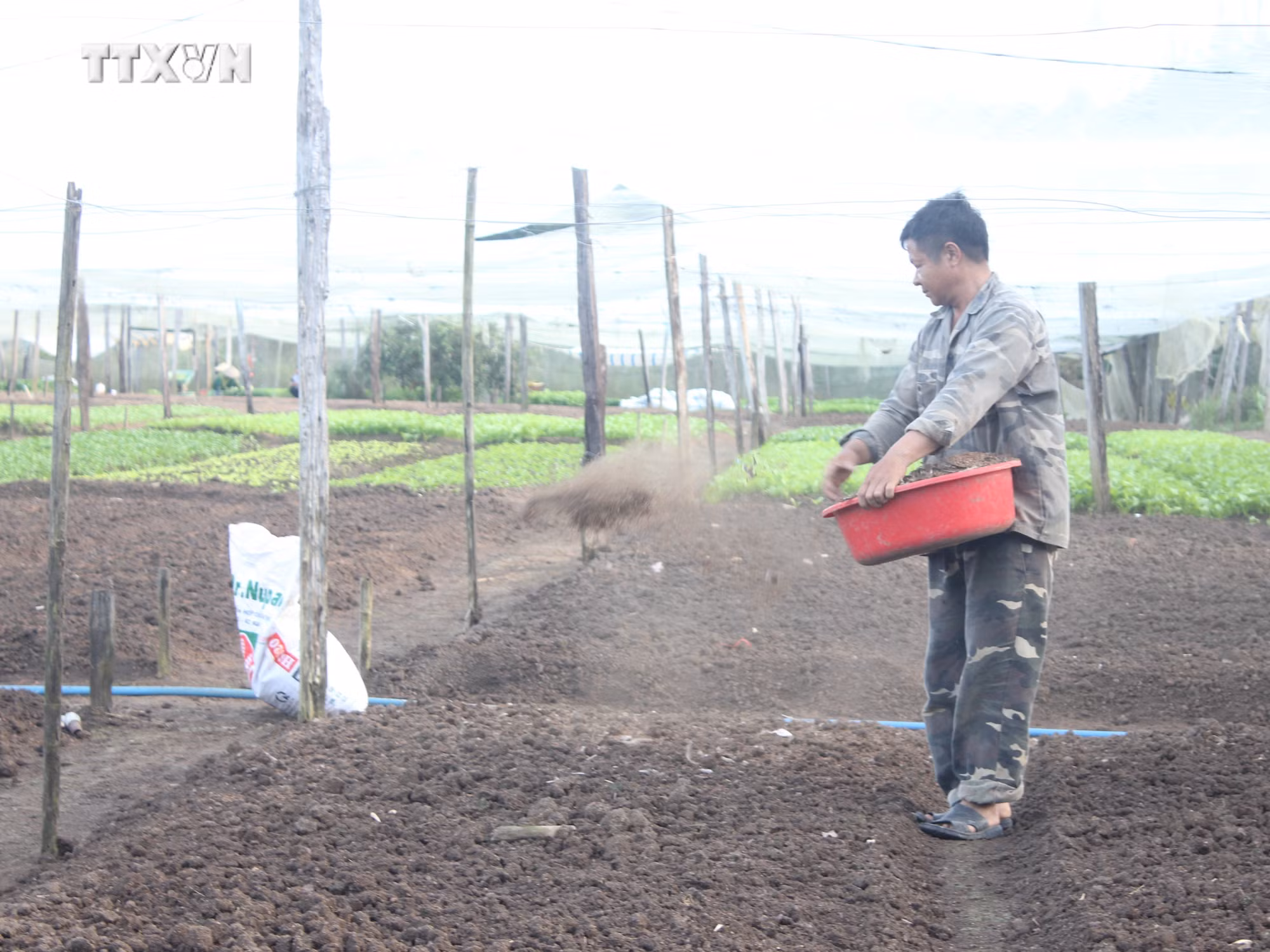 Gia đình ông Lại Văn Bảy ở xã Thanh Hòa (Bù Đốp, Bình Phước) trồng rau hữu cơ mang lại thu nhập 30 triệu đồng/tháng. Ảnh: K GỬIH –TTXVN