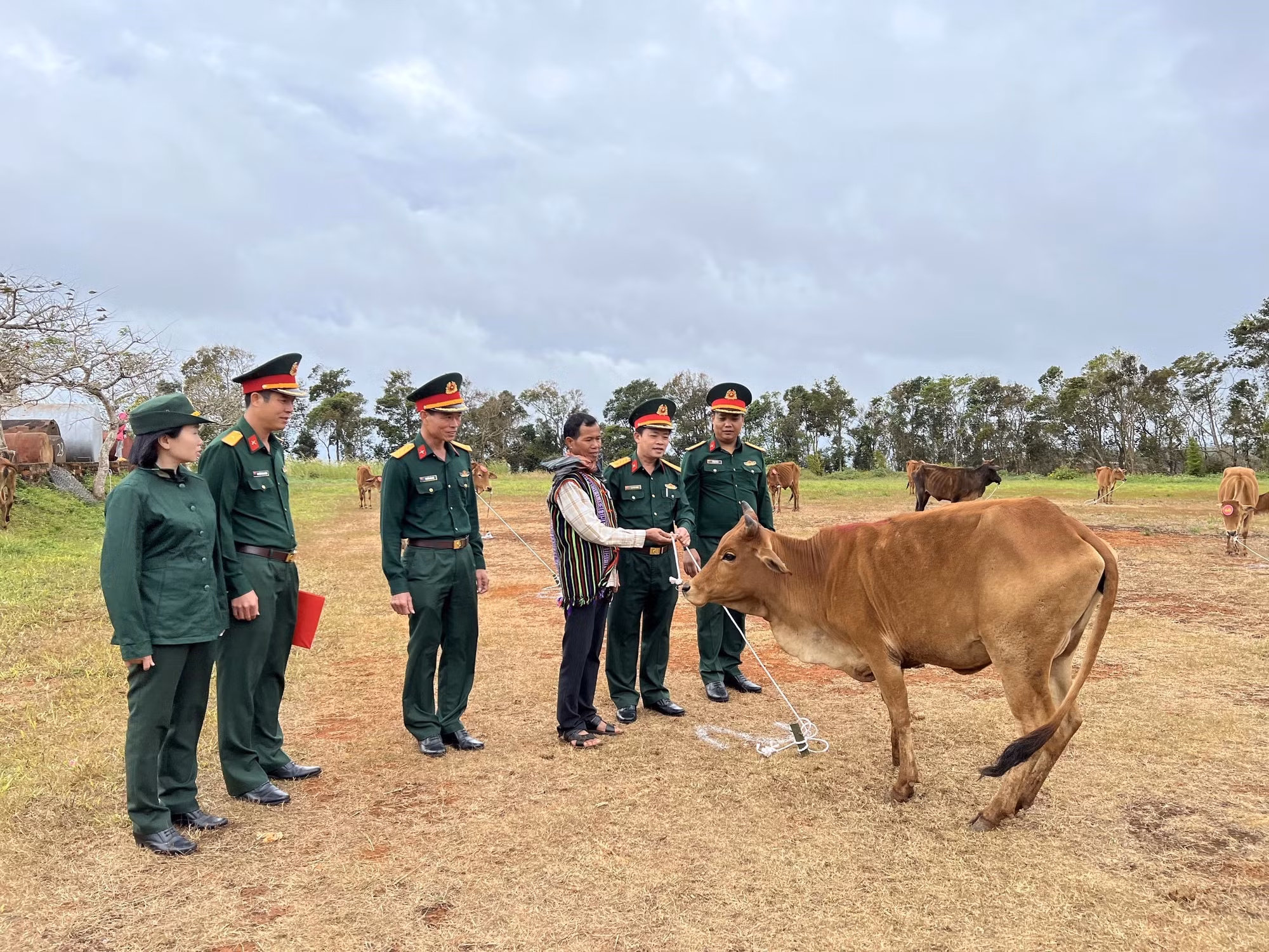 Hỗ trợ bò giống cho hộ nghèo tại Đắk Nông