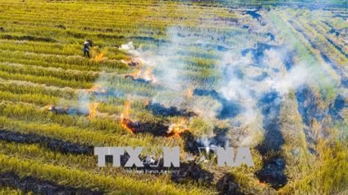 Đốt rơm rạ và các giải pháp thay thế tại Hà Nội
