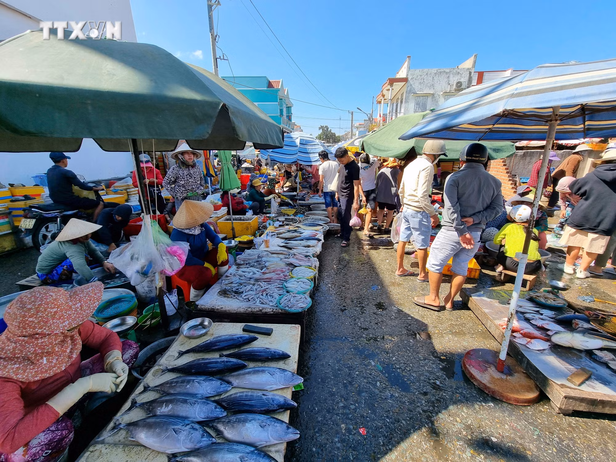 vna_potal_ninh_thuan_ngu_dan_day_manh_vuon_khoi_khai_thac_hai_san_vu_ca_nam_7305903.jpg